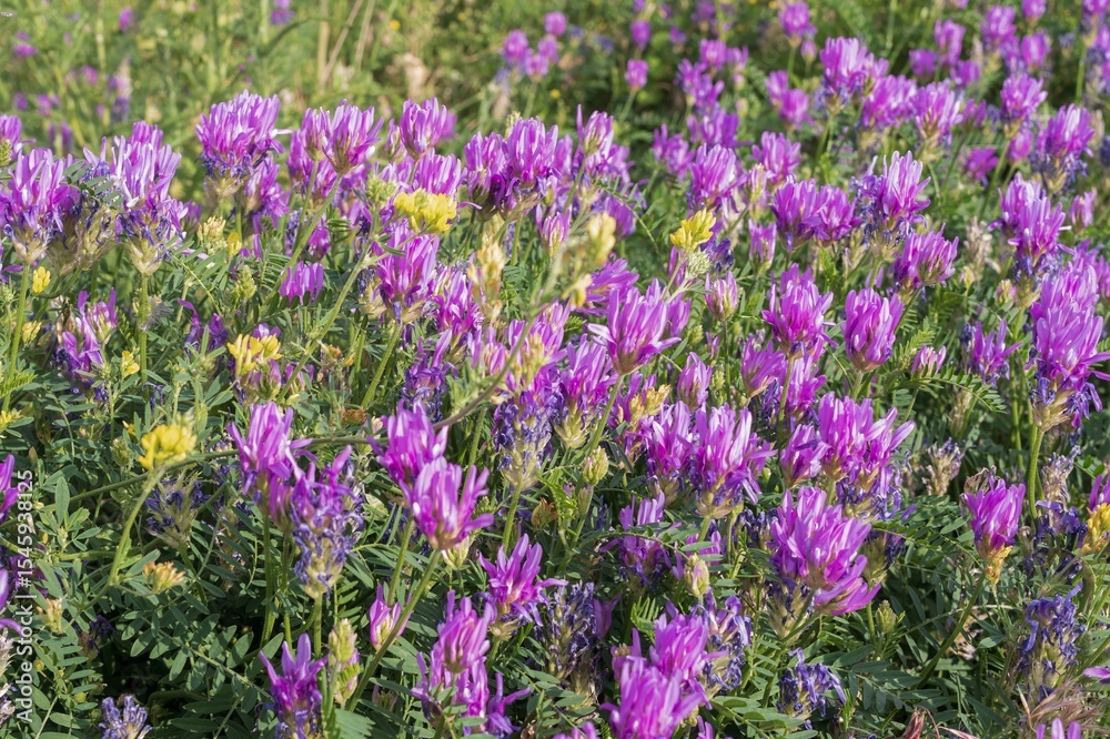 Naklejka premium Close-up of lush purple and lilac meadow flowers on green grass in soft sunlight. Nature landscape