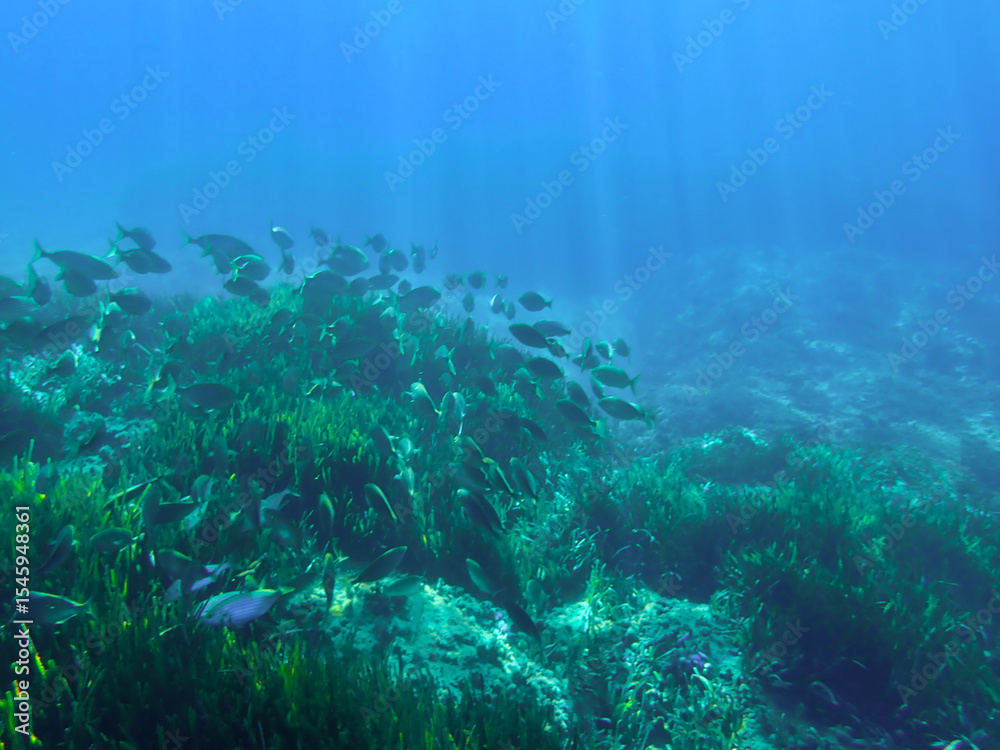 Fototapeta premium Ocean blue underwater with sunrays, Underwater Sea Deep Water Abstract Sunshine, sea wave , clean waters in summer time, Natural underwater seascape, sand on ocean floor and water surface with sunligh