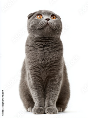 scottish fold cat