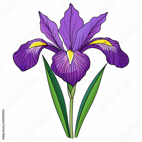 Vibrant purple iris flower botanical illustration