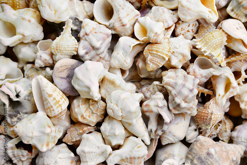 many seashells sea shells background, close-up, top view
