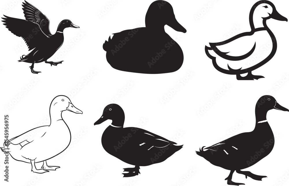Fototapeta premium duck
