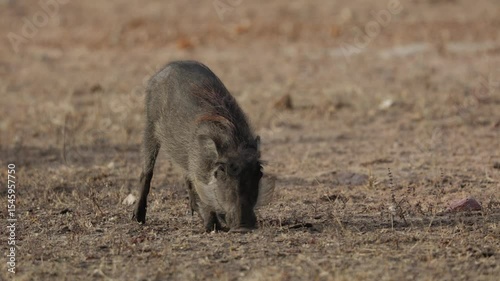  A warthog feeding on grass roots in the winter