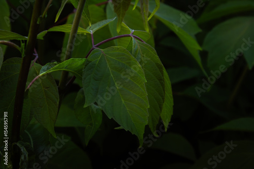 feuille