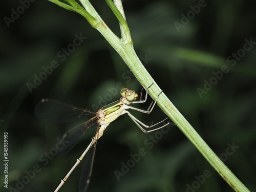 Canvas-taulu Caballito del diablo, específicamente un Lestes barbarus, también conocido como caballito del diablo esmeralda