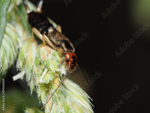 Tijereta común, también conocida como tijereta europea (Forficula auricularia). 
