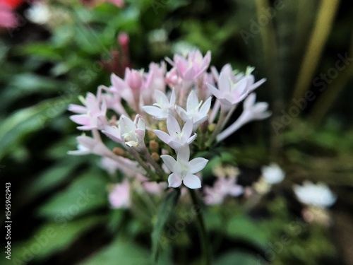 pink and white flower