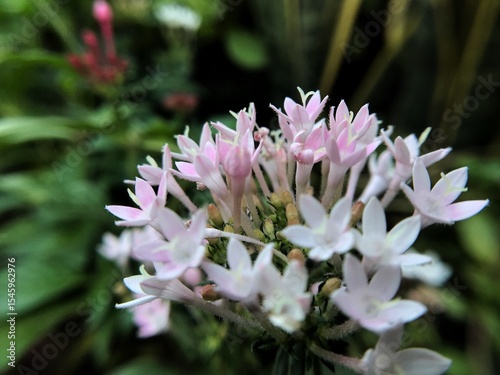 pink and white flower