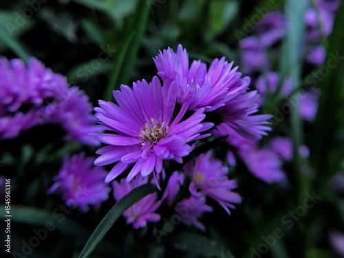purple and yellow flower