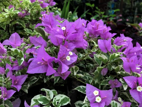 purple flowers in the garden