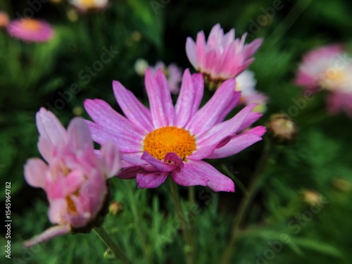 pink cosmos flower
