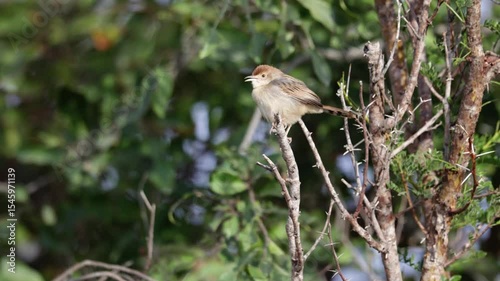 A Rattling Cisticola singing early in the morning