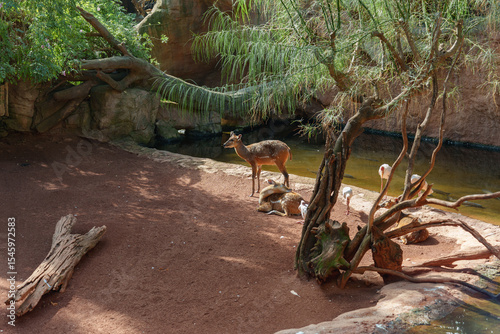 Swamp antelopes and storks coexisting in a zoo in an area next to a river with fish photo