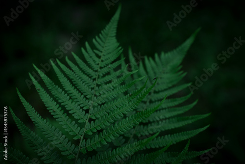 A close up of big fern leaves in a dark green setting. photo