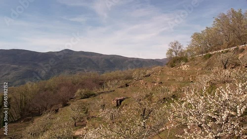 Drone over blooming cherry orchards on a steep mountain hillside in spring.