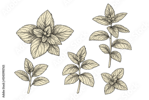 Detailed botanical illustration of mint leaves and flowers showcasing intricate designs in a natural style