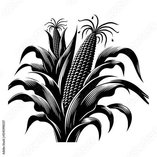 Black and white illustration of corn plants