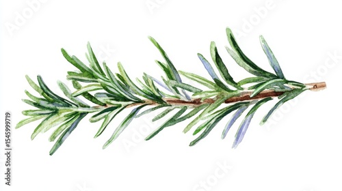 Illustration of a rosemary sprig in watercolor style, depicting a fresh herb and culinary ingredient as a piece of botanical art isolated on a white background, suitable for recipes and design