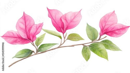 Delicate green leaves and vibrant pink petals come together in an elegant floral illustration of a watercolor bougainvillea branch on white