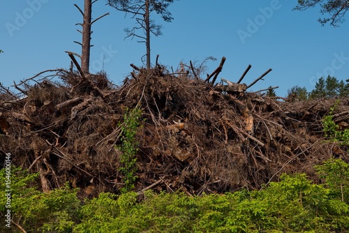 Pile of Logging Debris in Forest. Dry Branches and Roots after Logging.