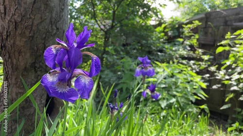 Close-up of vibrant purple irises blooming in a sunlit garden with tall grass and trees in the background, creating a peaceful and natural backyard scene.