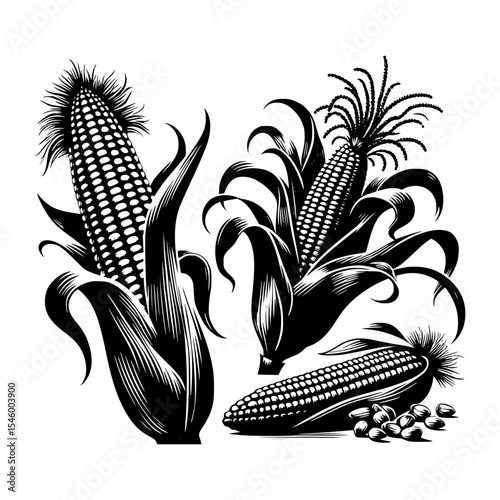 Black and white corn illustration set