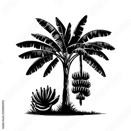 Black and white illustration of banana tree with fruit