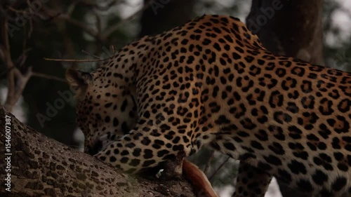 A big male leopard is feeding on an impala carcass in a tree.
