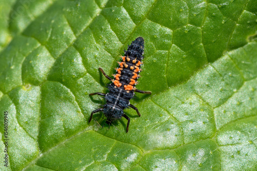Larva of the Asian lady beetle (Harmonia axyridis) eating  a winged black aphid