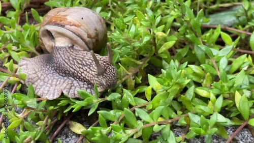 Close-up of a brown garden snail crawling slowly across green ground cover plants, surrounded by natural textures and a moist outdoor environment.