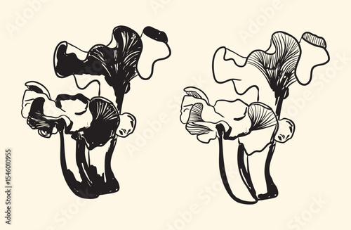 Black and White Oyster Mushroom Illustration