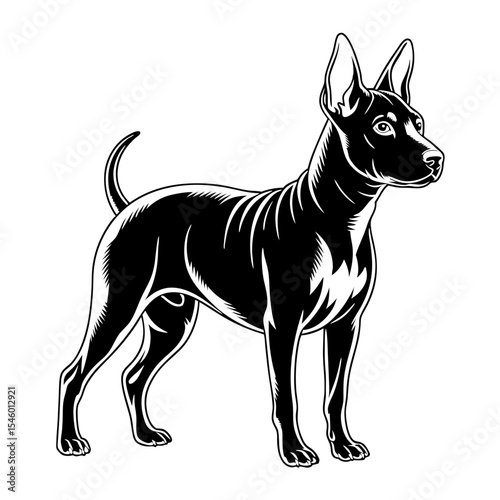 Xoloitzcuintli Mexican Hairless Dog. Elegant Xoloitzcuintli, Mexican Hairless Dog, standing proudly. This striking image of Xoloitzcuintli, Mexican Hairless Dog, is perfect for pet adoption websites.