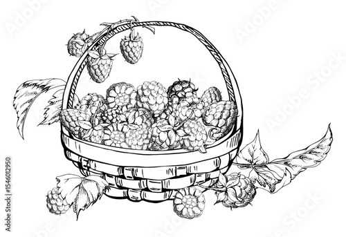 Raspberry in weaved basket on stalks with leaves, ripe picked garden berry harvest, hand drawn in vector ink dewberry cloudberry mulberry. Isolated illustration. Farmers market grocery home preserves