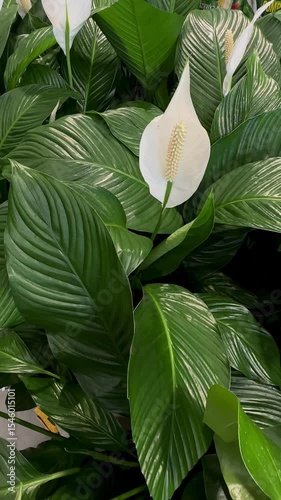 White spathiphyllum flowers stand tall above deep green leaves, offering a fresh and peaceful indoor garden vibe.