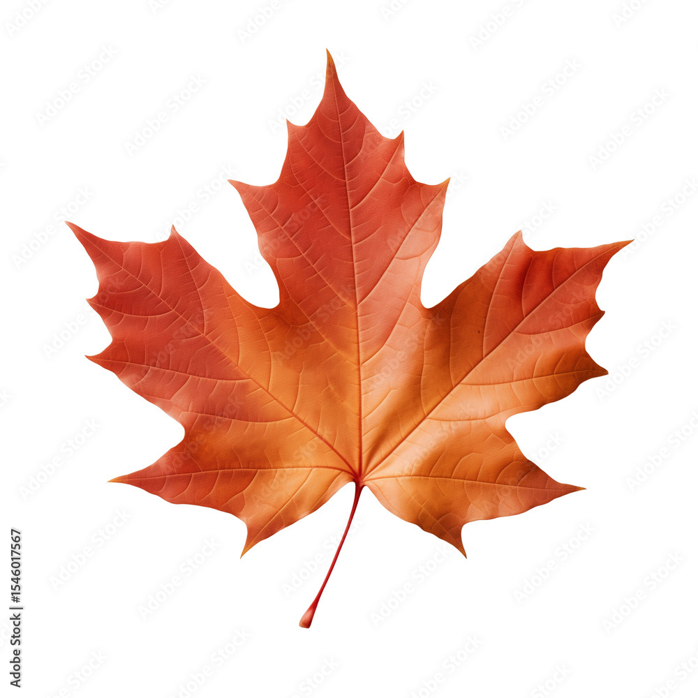 Fototapeta premium Autumn maple leaf asset, vibrant, single, on transparent background