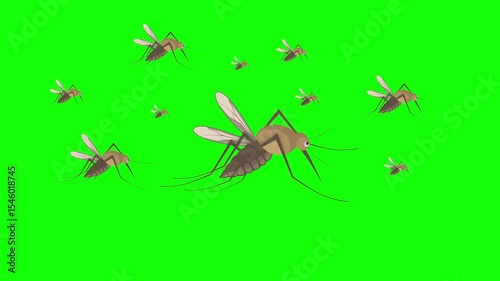 Animation showing a large mosquito surrounded by many flying mosquitoes over green screen.