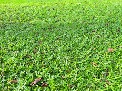 Healthy Green Grass Texture, Public Park Nature Background
