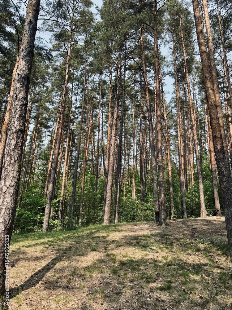 Obraz premium pine forest in summer