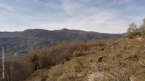 Aerial drone footage of spring cherry blossom valley and river landscape in Spain.
