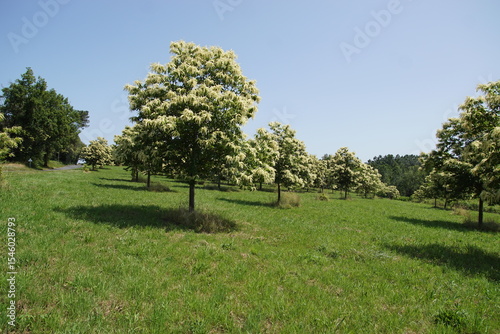 Flowering sweet chestnut trees (Castanea sativa) in the grass on a hill. Orchard in the Dordogne. France, June