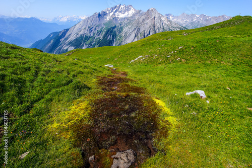 Source d'eau dans une prairie alpine au printemps.