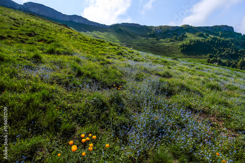 Prairie alpine en contrejour au printemps.