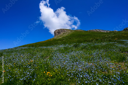 Prairie de myosotis alpestres au printemps.