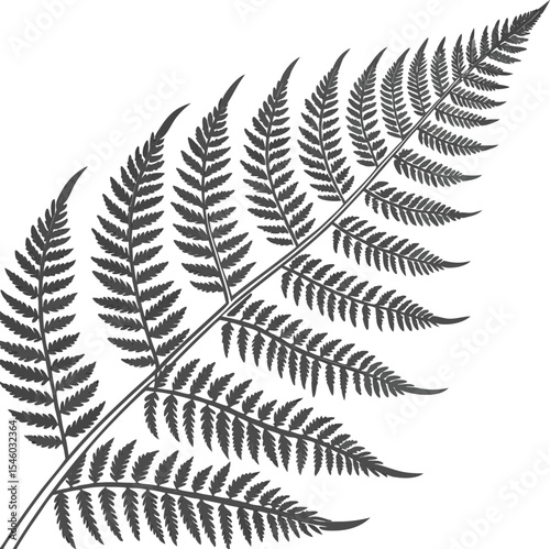 Here's a concise description combining your terms:

Isolated green fern leaf, a botanical forest plant with delicate texture and natural growth pattern
