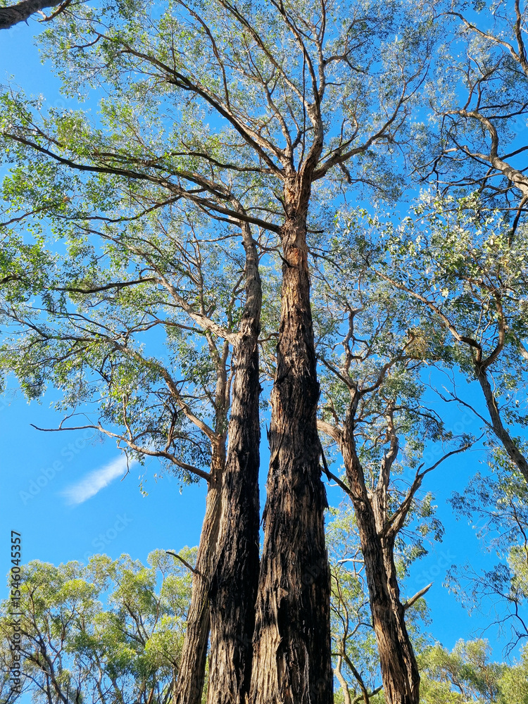 Fototapeta premium Beautiful tall eucalypt tree with a blue sky. Taken near the Edward Hunter Bush Reserve Moe Victoria