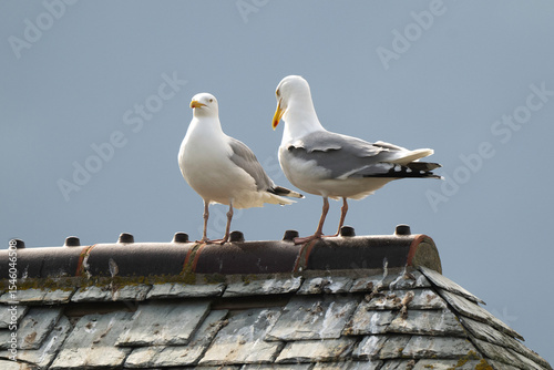 Goéland argenté, Larus argentatus, European Herring Gull, toit en ardoise