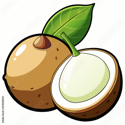 Longan fruit detailed illustration shell seed and pulp