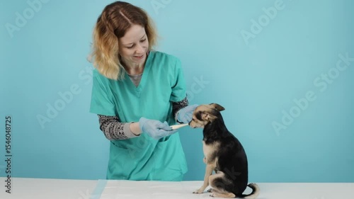 veterinarian using thermometer for dog checkup, pet undergoing medical examination, veterinary clinic ensuring health and wellness