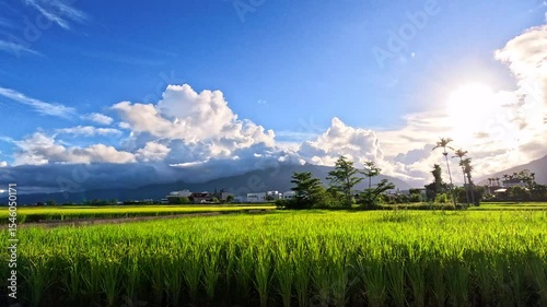 Car side window view of rice fields terrace farming plantation at sunrise in East Longitudinal Valley,Taiwan