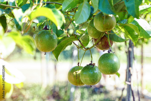 Raw passion fruit on the tree have a round or oval shape Shell color varies by species. such as the purple variety Yellow and yellow. Fruit peel is thick, glossy, inside the fruit contains many seeds.